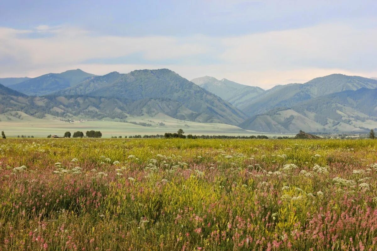 Уймонская долина на алтае. Уймонская долина лето алтай. Уймонская долина тюнгур. Горно алтайск уймонская долина. Уймонская долина.