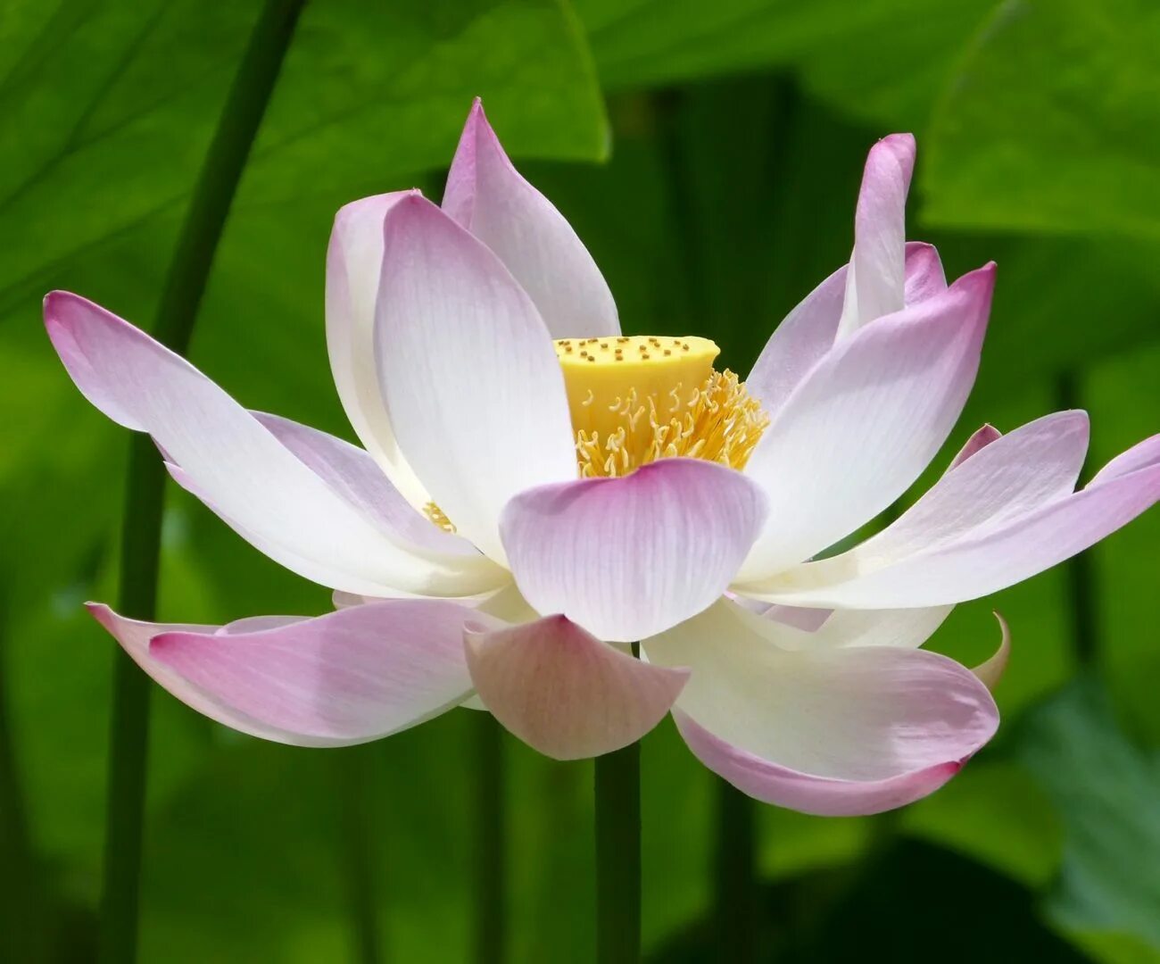 Индийский лотос цветок. Красный лотос индия. Цветок лотоса индия. Цветок лотоса индия. Цветок лотоса в индии.