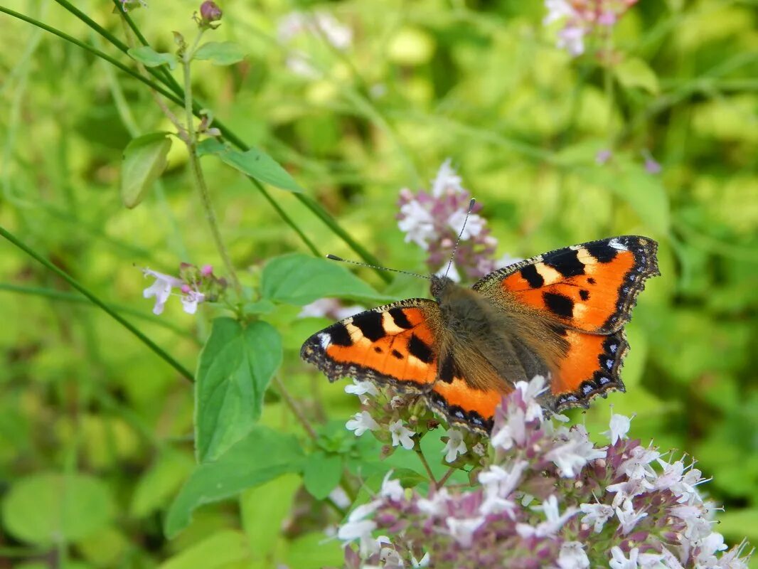 Крапивница Aglais urticae. Бабочки Адмирал. Крапивница. Репейница. Бабочки репейница и крапивница. Бабочка Адмирал крапивница. Крапивница чем питается