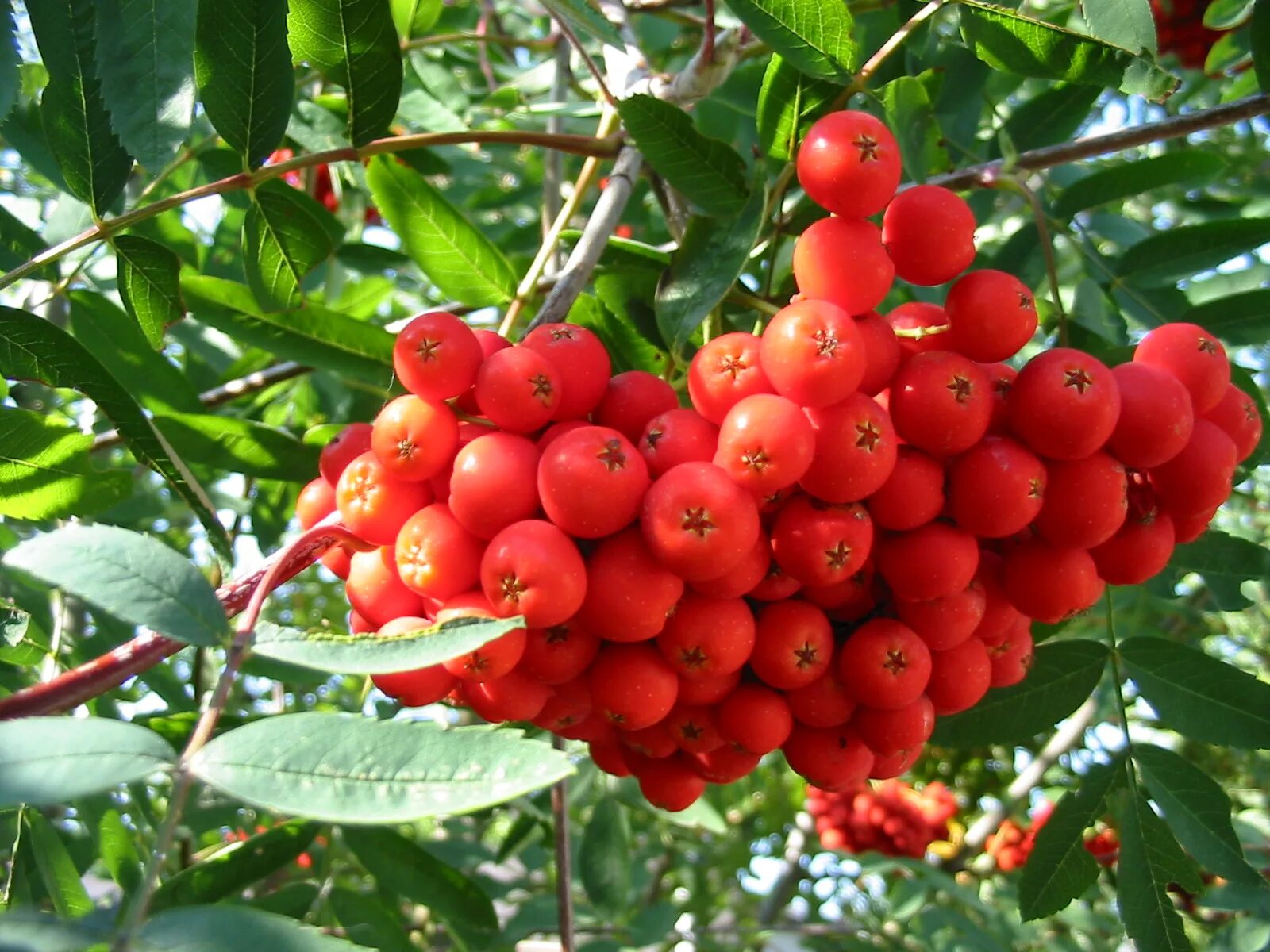 Рябина дерево купить. Рябина Невежинская. Рябина обыкновенная Sorbus aucuparia. Рябина обыкновенная Сорбинка. Рябина Невеженская дерево.