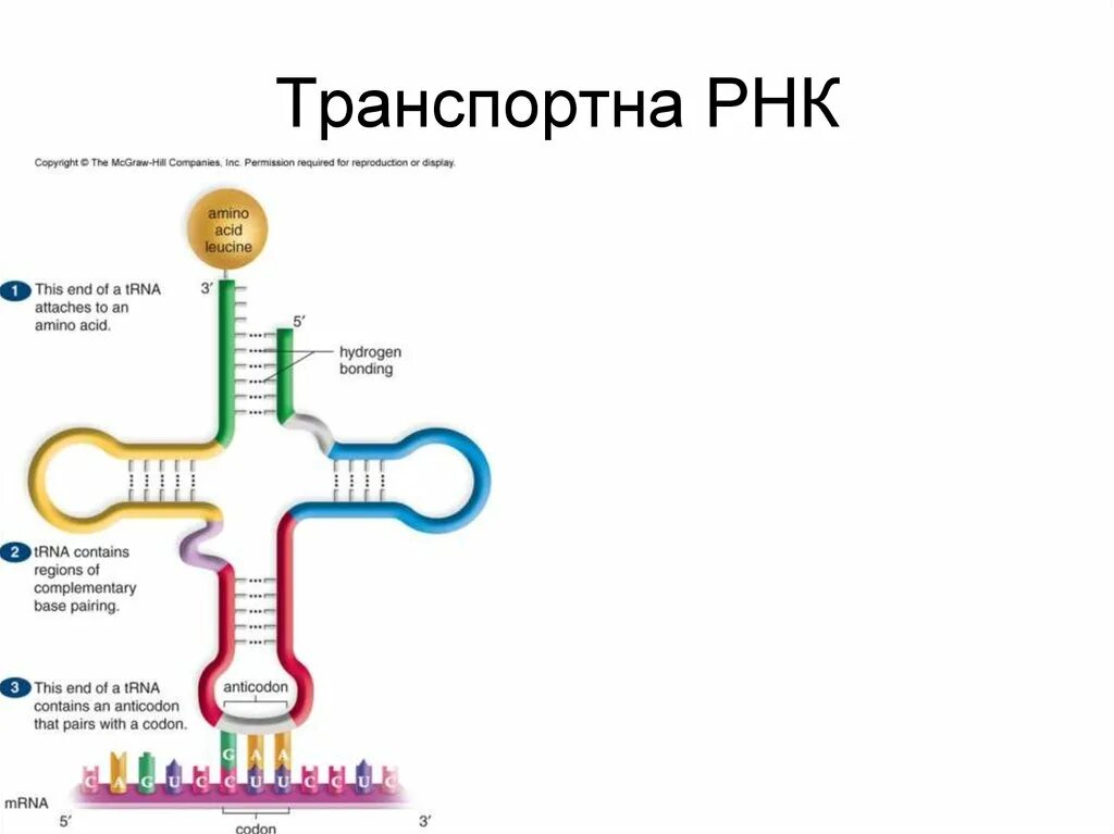 Транспортная РНК 3д модель. Центральная петля транспортной РНК. Центральная петля ТРНК И РНК. Транспортная РНК это 9 класс биология.