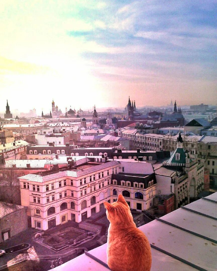 Котокафе сухаревская. Кот на красной площади. Китик на красной площади. Котики в москве. Котенок путешествует.