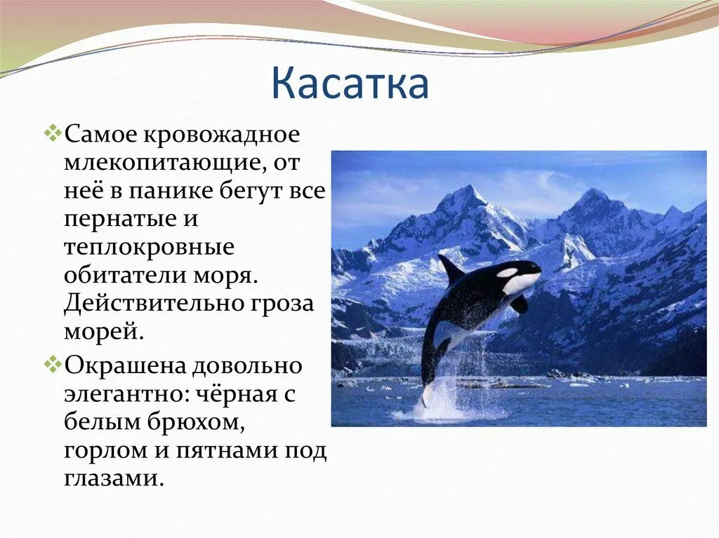 Касатка доклад. Касатка. Касатка презентация. Презентация на тему касатки. Информация о касатке.