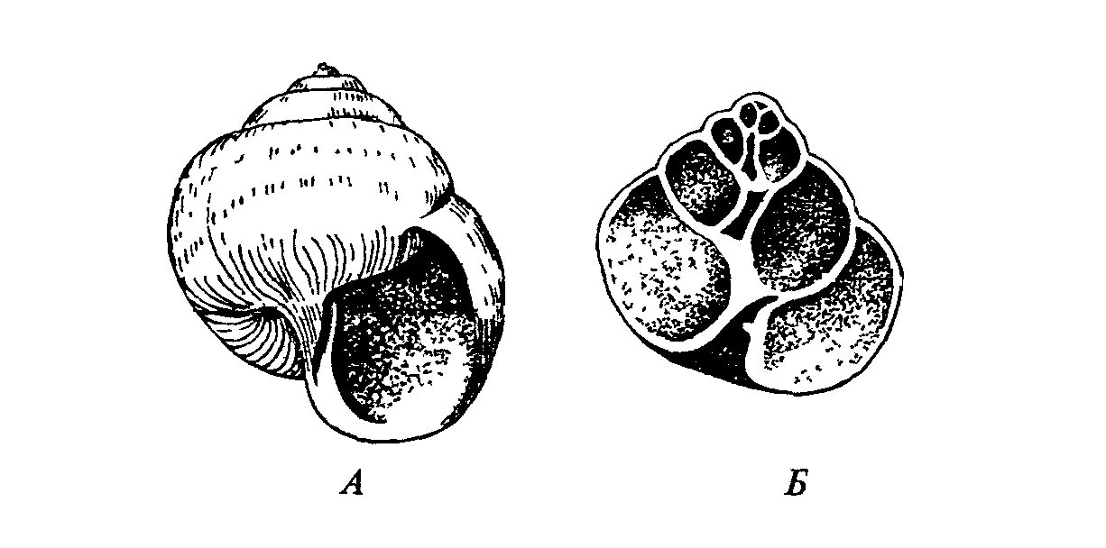 Planorbarius corneus (linnaeus, 1758). Брюхоногие моллюски гастропода. Строение раковины катушки и прудовика. Раковина брюхоногого моллюска. Брюхоногие раковина катушки роговой виноградной улитки.