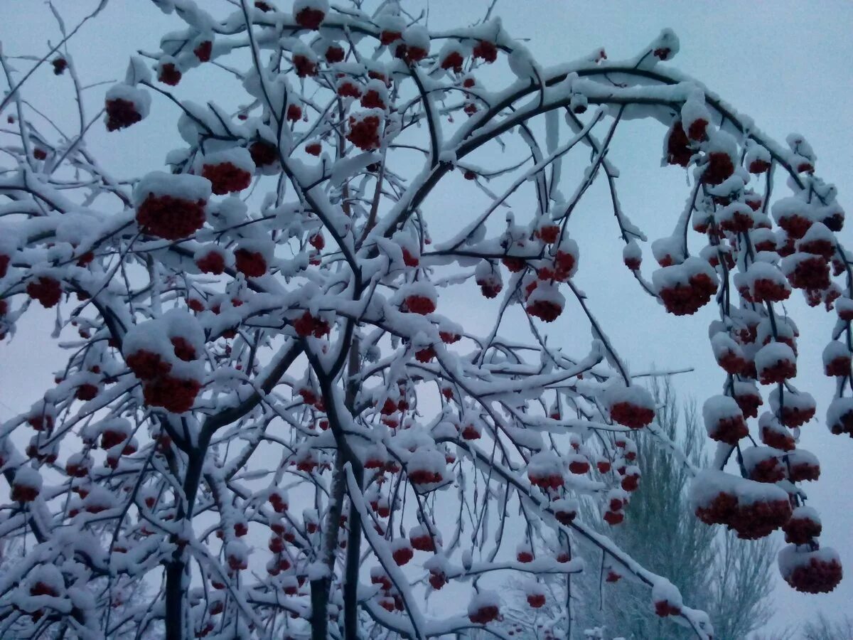 Red Flowers Winter scenery, Winter nature, Winter images