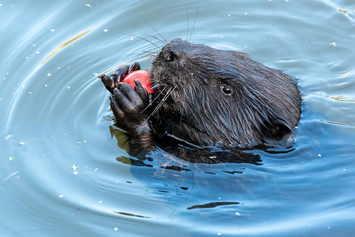 бобр речной обыкновенный. бобр речной обыкновенный. бобры 1. бобры 1. канадский бобр (castor canadensis).