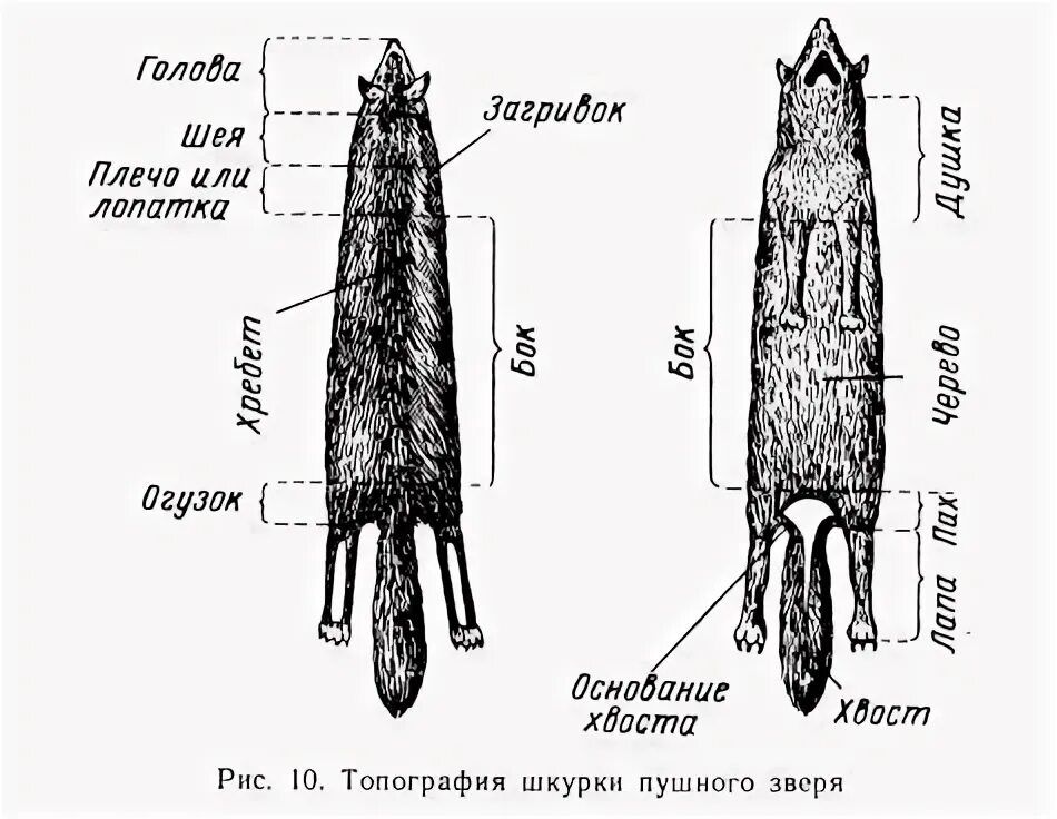структура меха на глине. строение пушно-меховой шкурки. строение меха животных. строение меховой шкурки. строение меха.