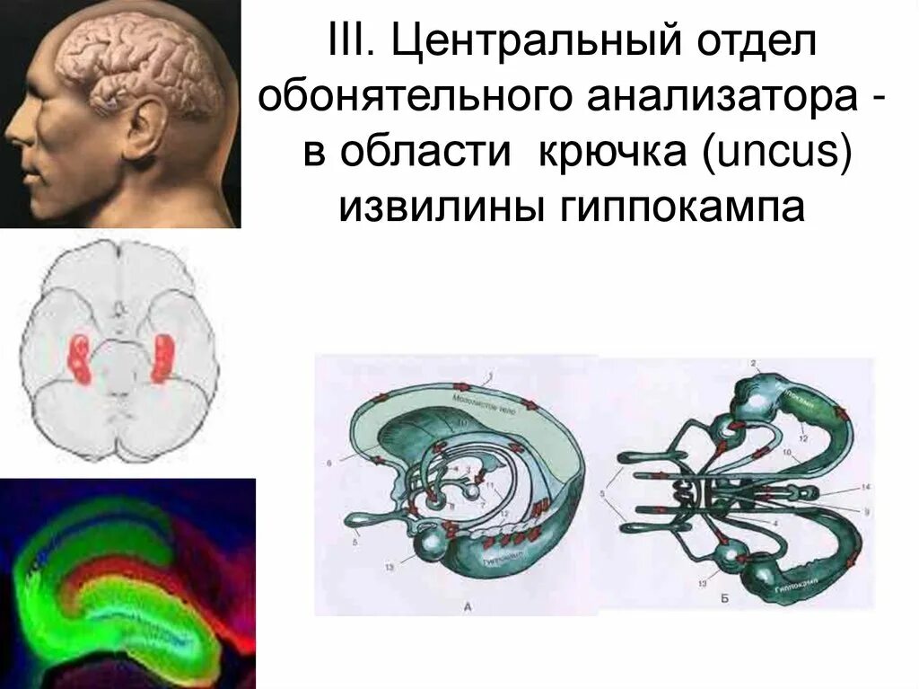 Обонятельный центр находится. Обонятельная зона головного мозга. Путь обонятельного анализатора схема. Луковица головного мозга. Периферический отдел обонятельного мозга.