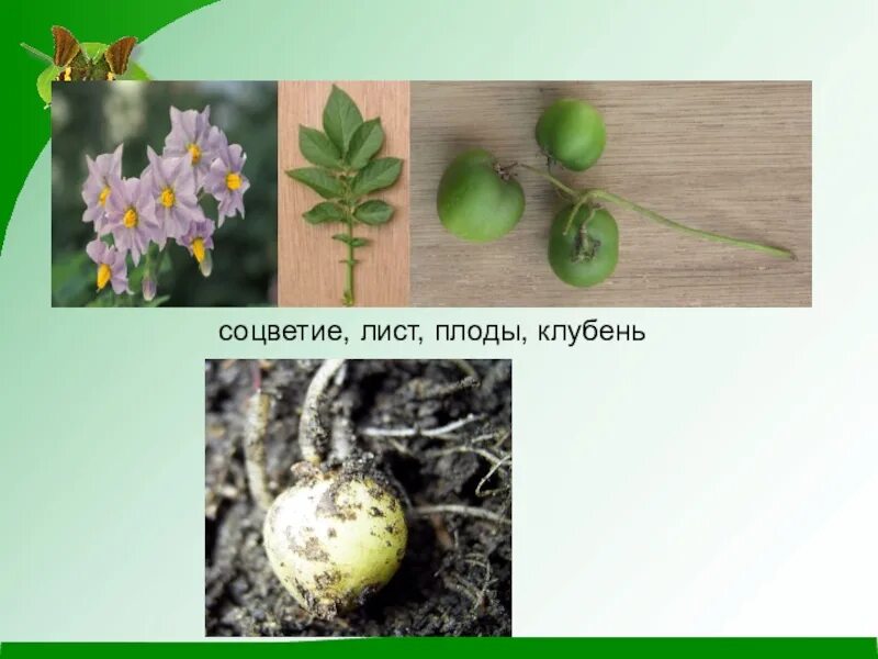 Как называется плод картофеля. Соцветие картофеля. клубень картофеля это плод. плод ягода соцветие. тип соцветия картофеля.