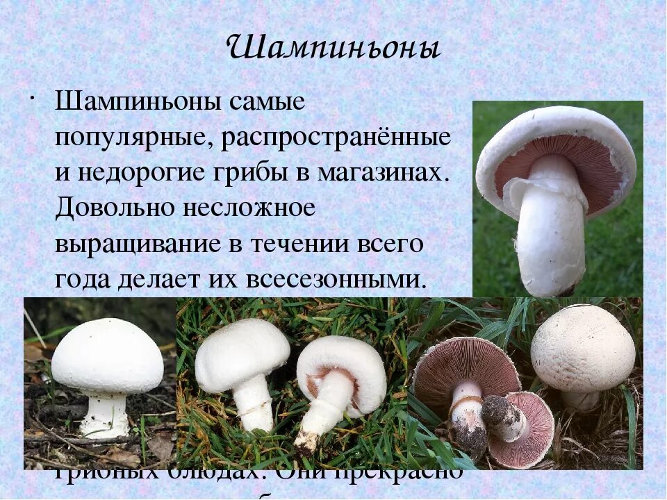 Шампиньон относится к съедобным. Шампиньон желтокожий ядовитые грибы. Шампиньон двуспоровый съедобные грибы. Шампиньоны описание. Разновидность шампиньонов.