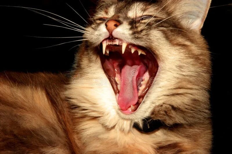 "Yawning cat" - image created in Shedevrum