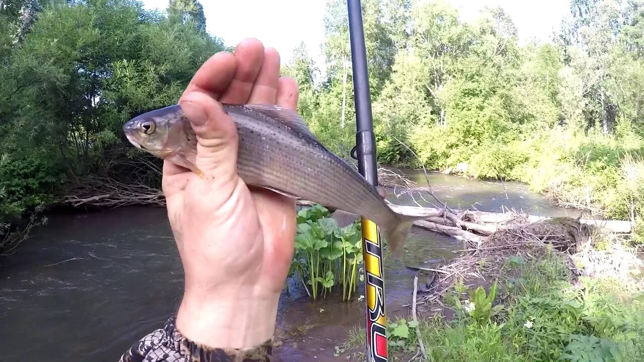 Клев хариуса в красноярске. Удочка на хариуса. Удочка на хариуса осенью. Поплавочная удочка на хариуса. Удочка для рыбалки на хариуса.