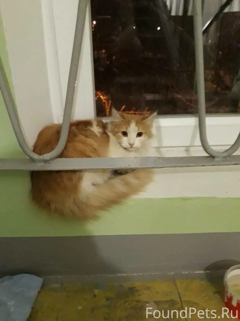 Скузи. Кошки долгопрудный. Потерялась кошка картинка. Найдена кошка долгопрудный. Кошки долгопрудный.