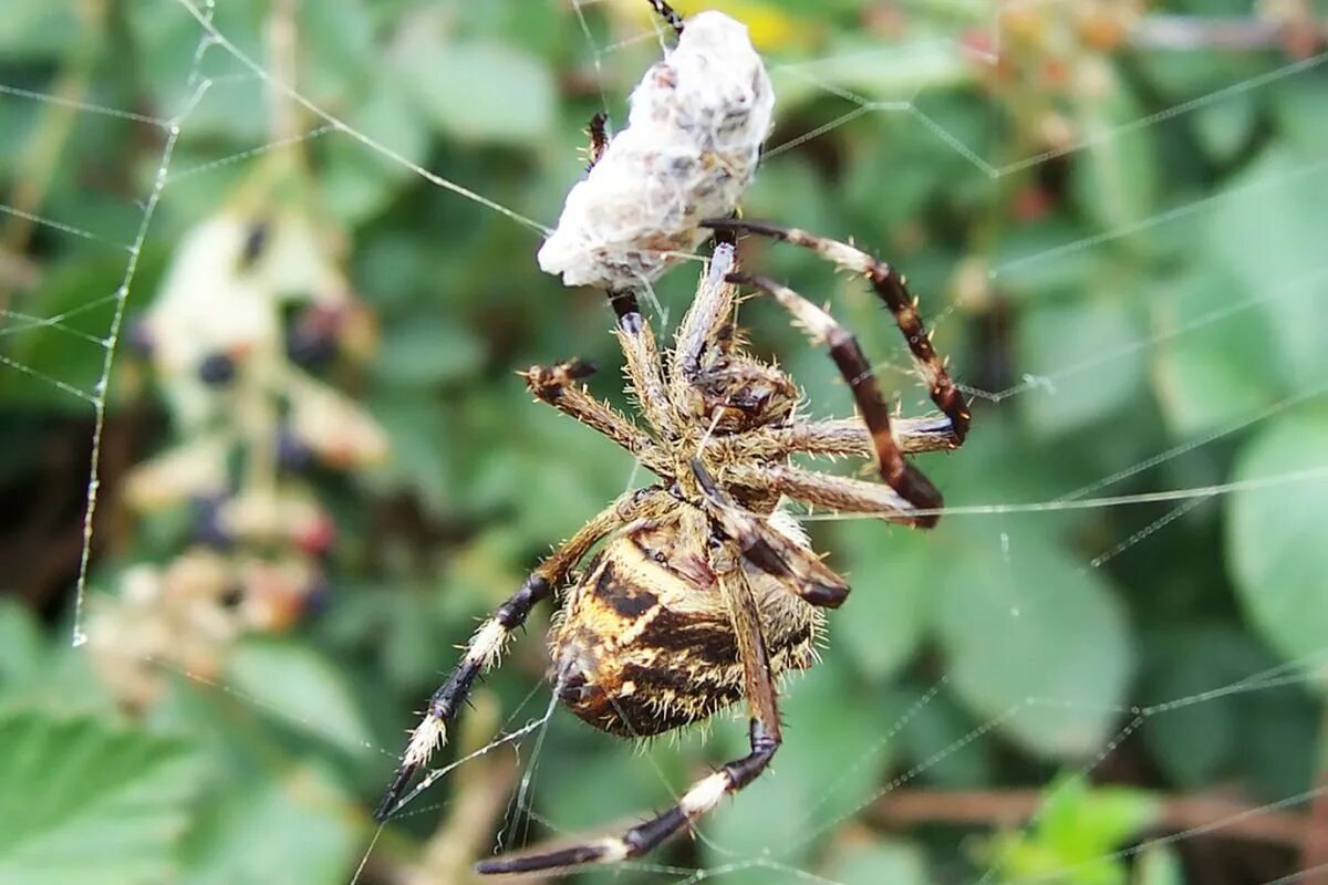 Паук крестовик садовый. Araneus diadematus - крестовик. Крестовик насекомое. Крестовик насекомое. Паук луговой крестовик.