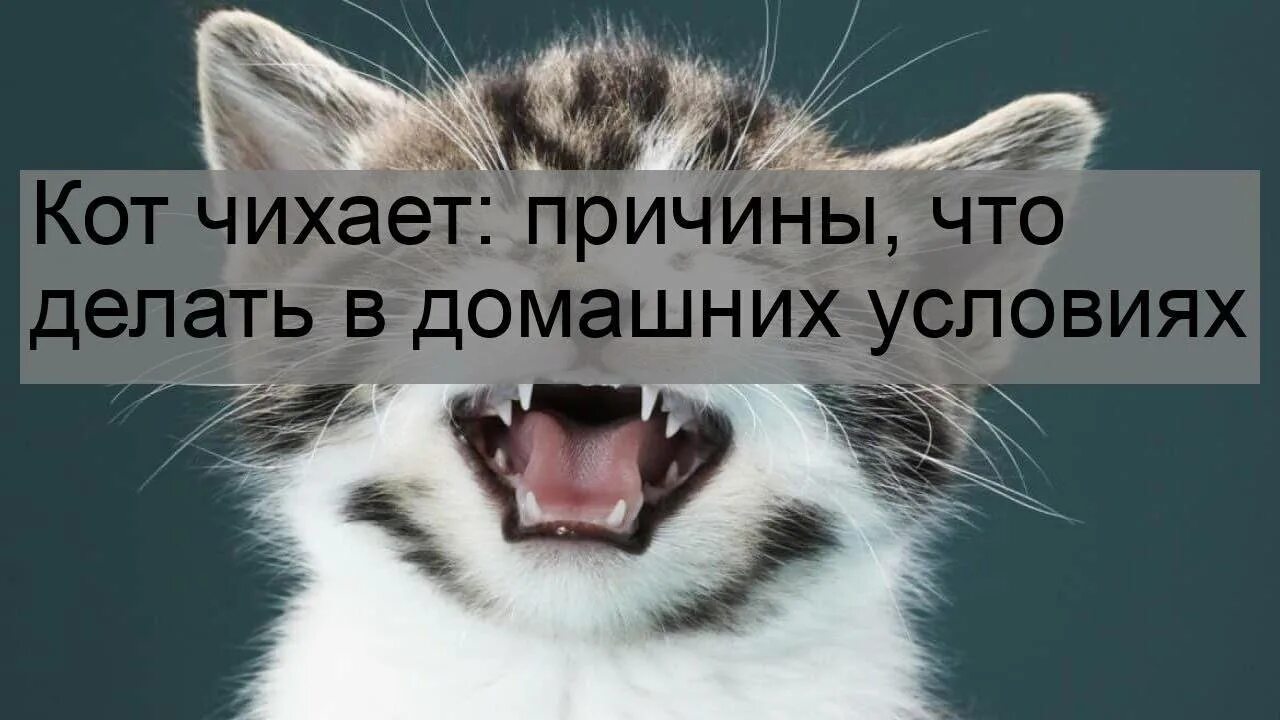 Почему чихают кошки и что делать. Почему кот чихает причины. почему кошка чихает часто. почему коты чихают часто.