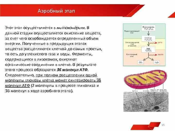 Этапы энергетического обмена в митохондрии клетки. Кислородный этап энергетического обмена схема. Кислородный этап в митохондриях схема. Аэробное окисление в митохондриях. Аэробное соединение