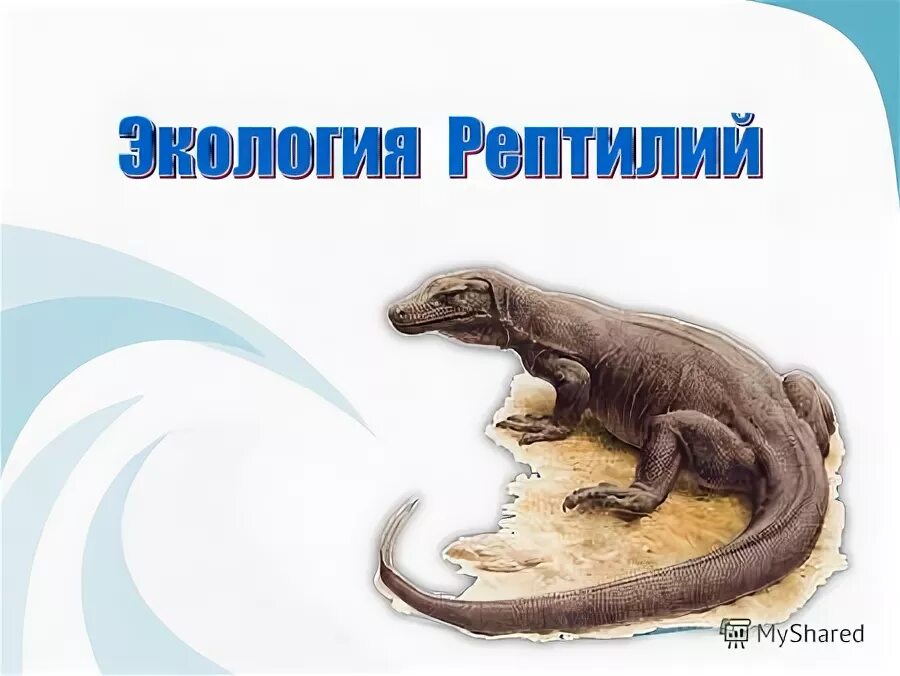 Экология пресмыкающихся. Экология пресмыкающихся. Экология рептилий. Крокодил амфибия. Пресмыкающиеся змеи ящерицы крокодилы.