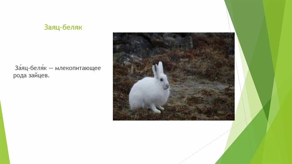 Зайцы беляки в какой природной зоне. Заяц Беляк описание. Род зайца беляка. Информация о зайце беляке. Заяц Беляк красная книга.