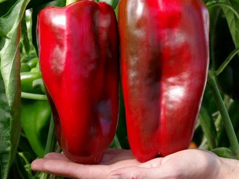 семена перца лакшери. голландские гибриды перцев для фермеров. перец гороспел f1. перец ламуйо f1 партнер. перец лакшери отзывы.