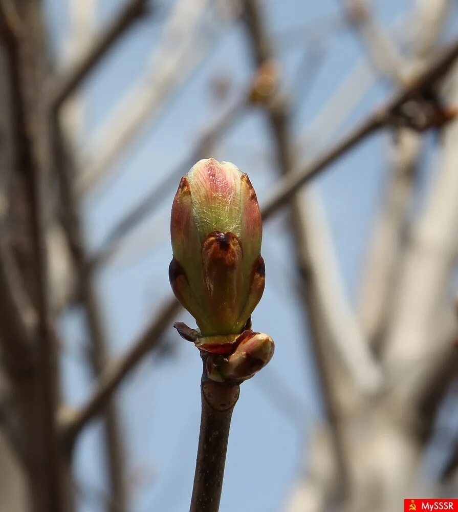 Весна это чудо природы. Чудо весны. Весна. Весенние чудо фото. Весеннее чудо.