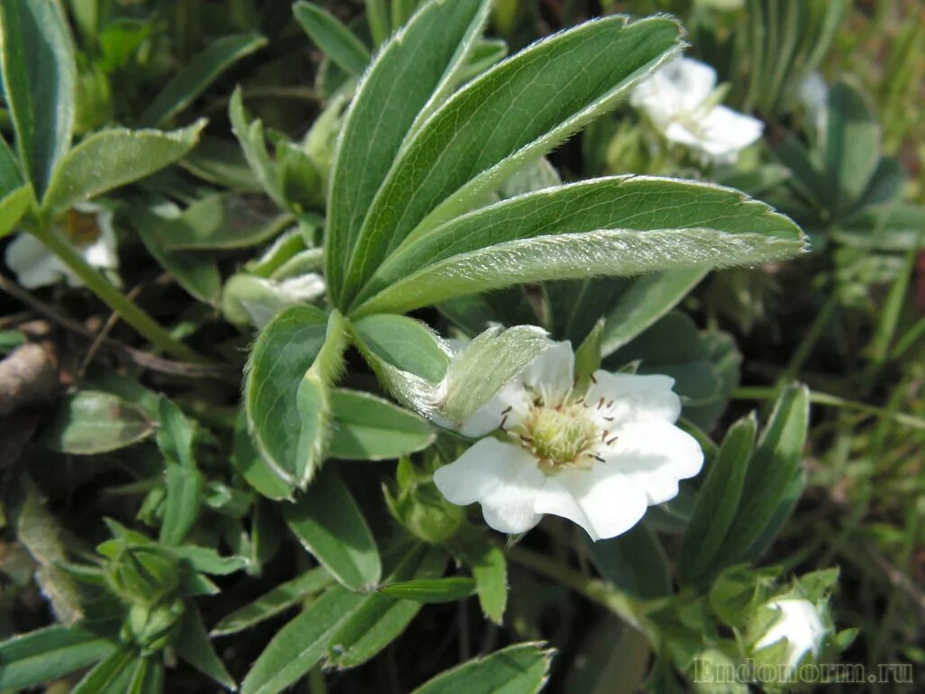 Лапчатка длиннолистная. Лечебная лапчатка белая. Курильский чай даурский. Лапчатка горлянка. Лапчатка в народной медицине.