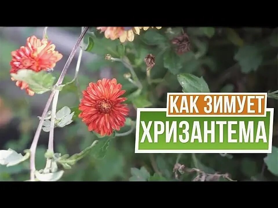 Хризантема на зиму как сохранить. Хризантема на зиму как сохранить