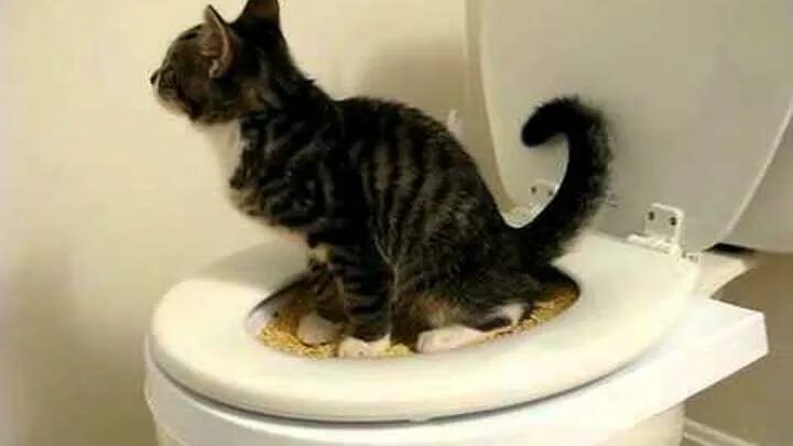 Котенок мяукает туалет. Домакот система приучения кошки к унитазу. Кошачий горшок в туалете. Кошка ходит в унитаз. Горшок для кота который сам убирает.