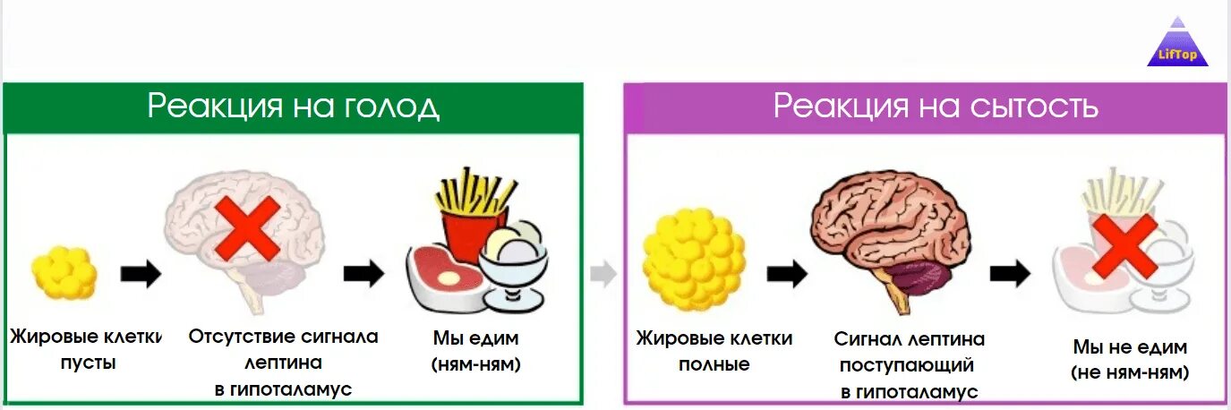 Гипоталамус и голод. В каких продуктах находится лептин. Лептин гиф. Сигналы голода и насыщения ,лептин грелин. Лептин источники.