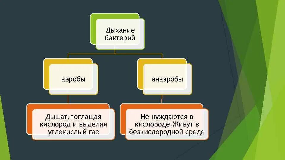 Питание и дыхание бактерий. Аэробы и анаэробы. дыхание бактерий аэробы анаэробы. аэробы и анаэробы примеры. типы дыхания бактерий.