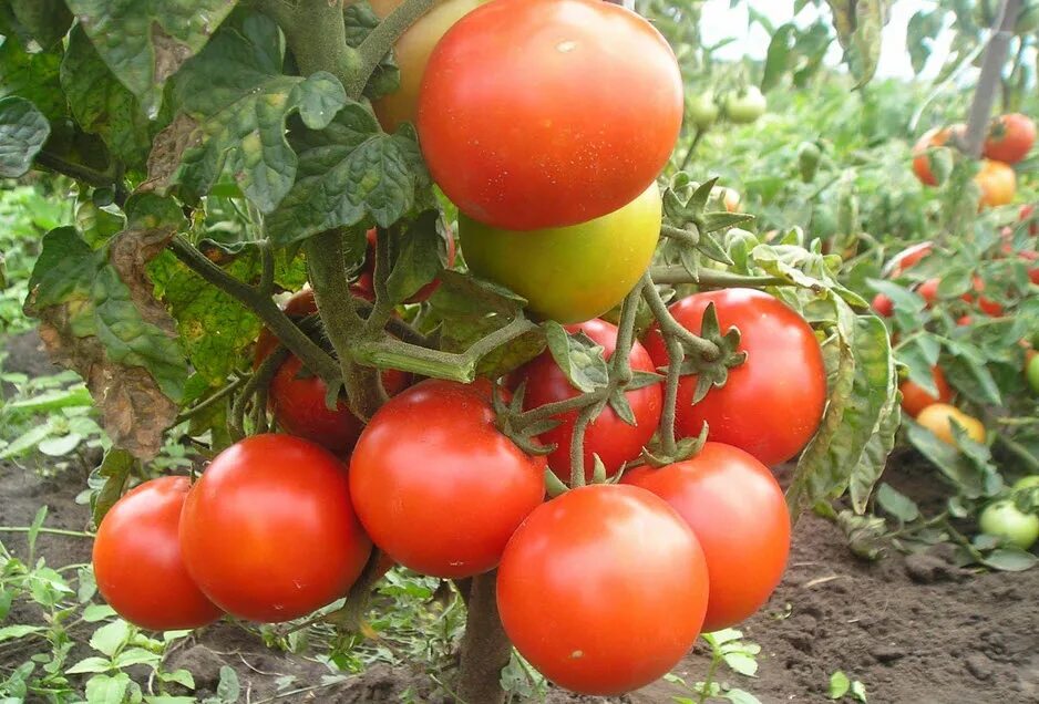 Лучшие сорта низкорослых