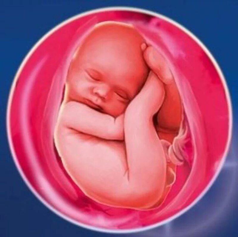 Зародыш в животе матери. 30 неделя маловодие
