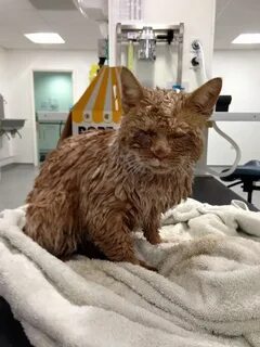Коте клипы