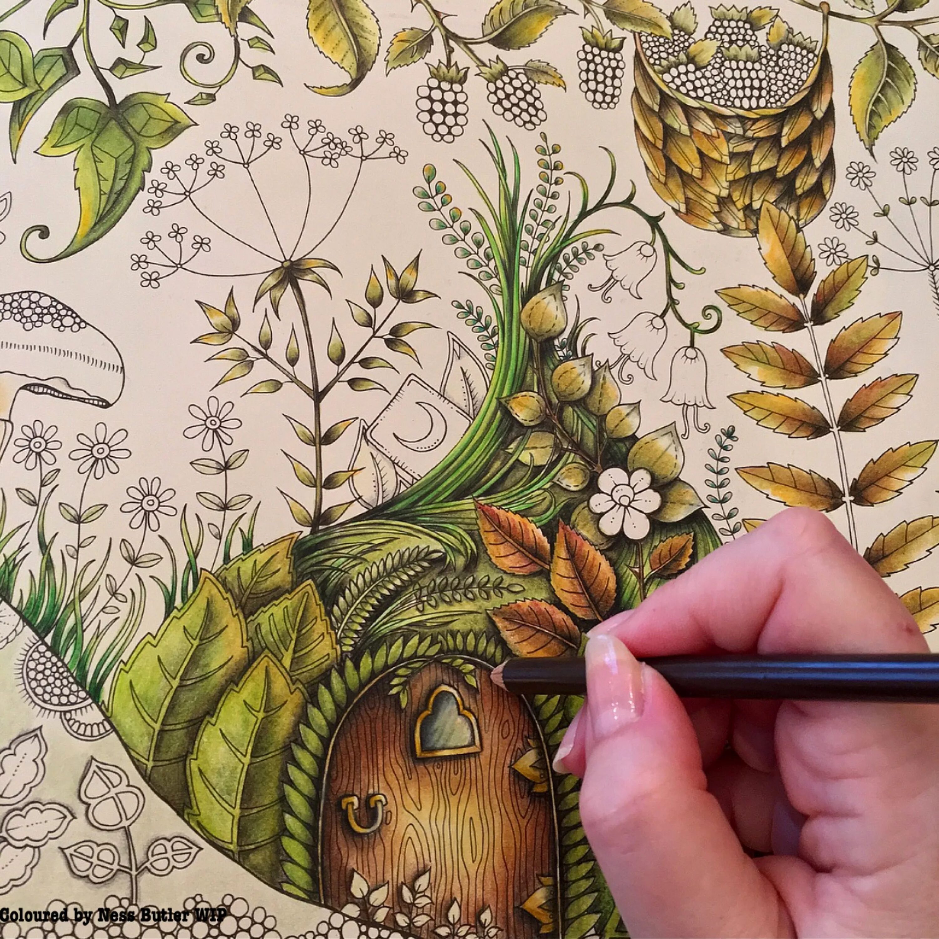 На раскрашенных страницах. Бэсфорд джоанна "мир цветов". Мир цветов джоанна басфорд. На раскрашенных страницах. Керби розанес метаморфозы.