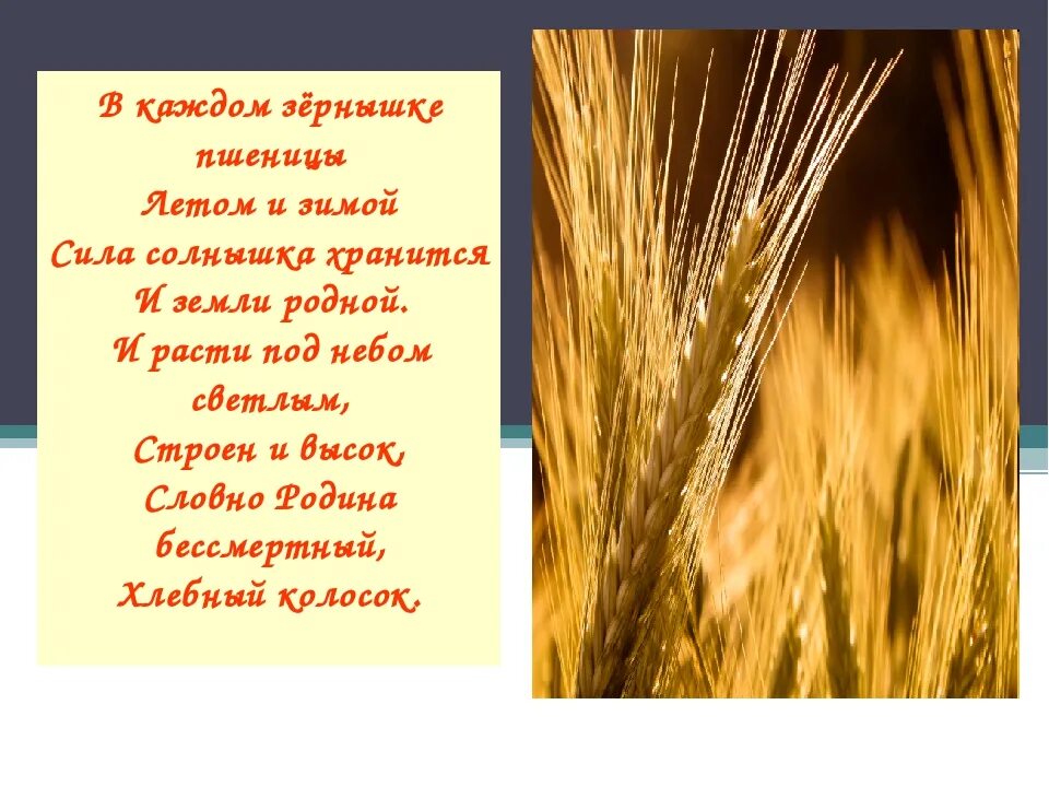 Сообщение о пшенице 3 класс