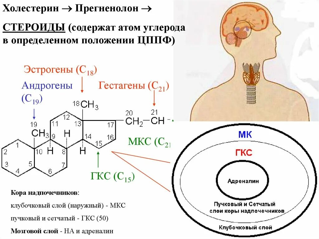 Нумерация атомов углерода
