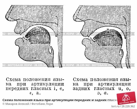 правильное и неправильное положение языка. положение языка в ротовой полости. верхнее положение языка. правильное и неправильное положение языка. правильное положение языка во рту.