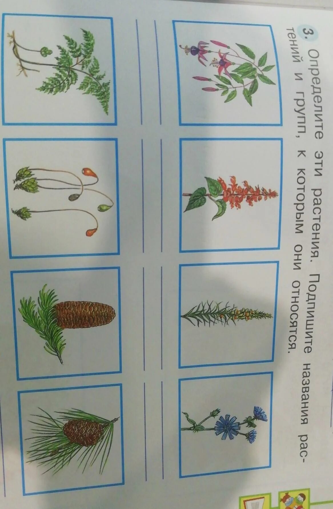 Как отличить растения. Определить растение. Определить растения по фотогалереи. Определить растение по картинке. Распознаватель растений.