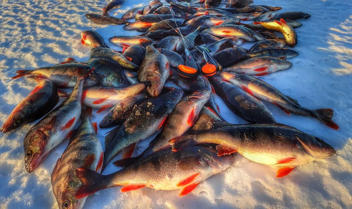 Ловля щуки и окуня в ериках в черном яре. Фото рыбаков. Рыбаки внизу ловят окуня. Поколение сорога. Рыбаки внизу ловят окуня.