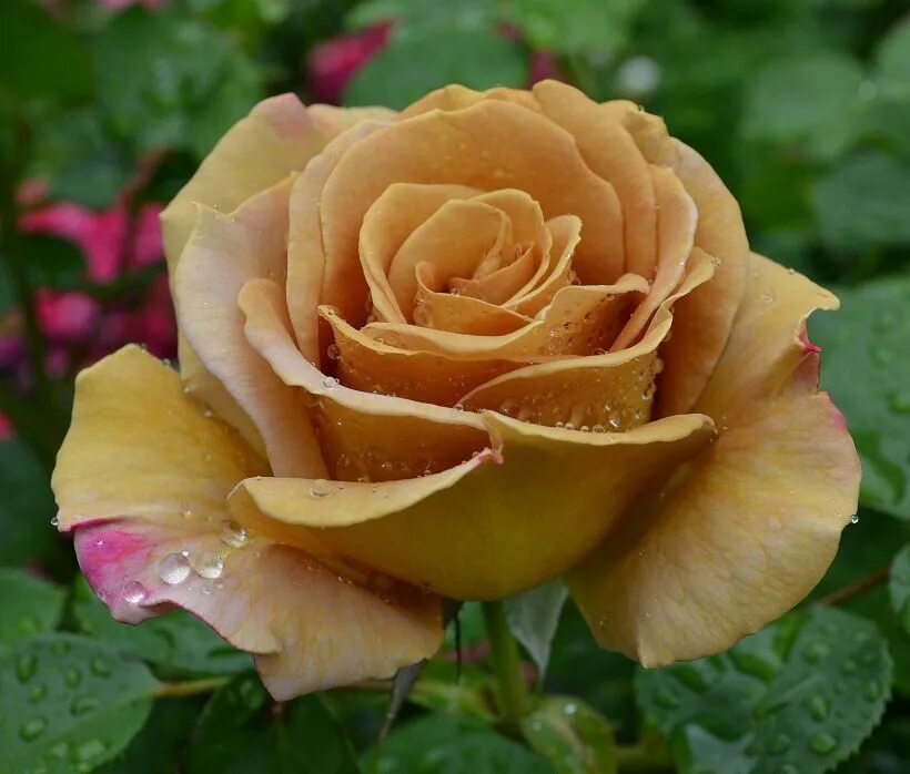 Грандифлора хани дижон. Хани дижон /honey dijon. Хани дижон. Хани дижон. Хани дижон.