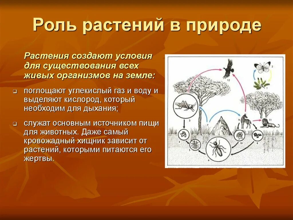 Растения обеспечивают жизнь другим потому что. Роль растений в природе. Роль опмтений в природе. Коль растений в природе. Роль растений на земле.