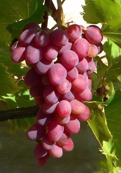 Виноград арк. Виноград сорт арочный. Виноград розовый арочный. Виноград золотой урожай. Виноград на арке сорта.