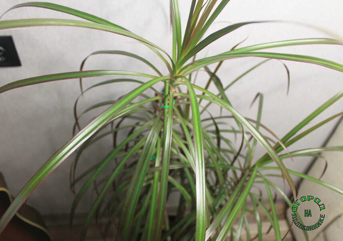 Перелив драцены. Пальма драцена размножение. Драцена фрагранс размножение. Драцена полив зимой. Драцена чахнет.