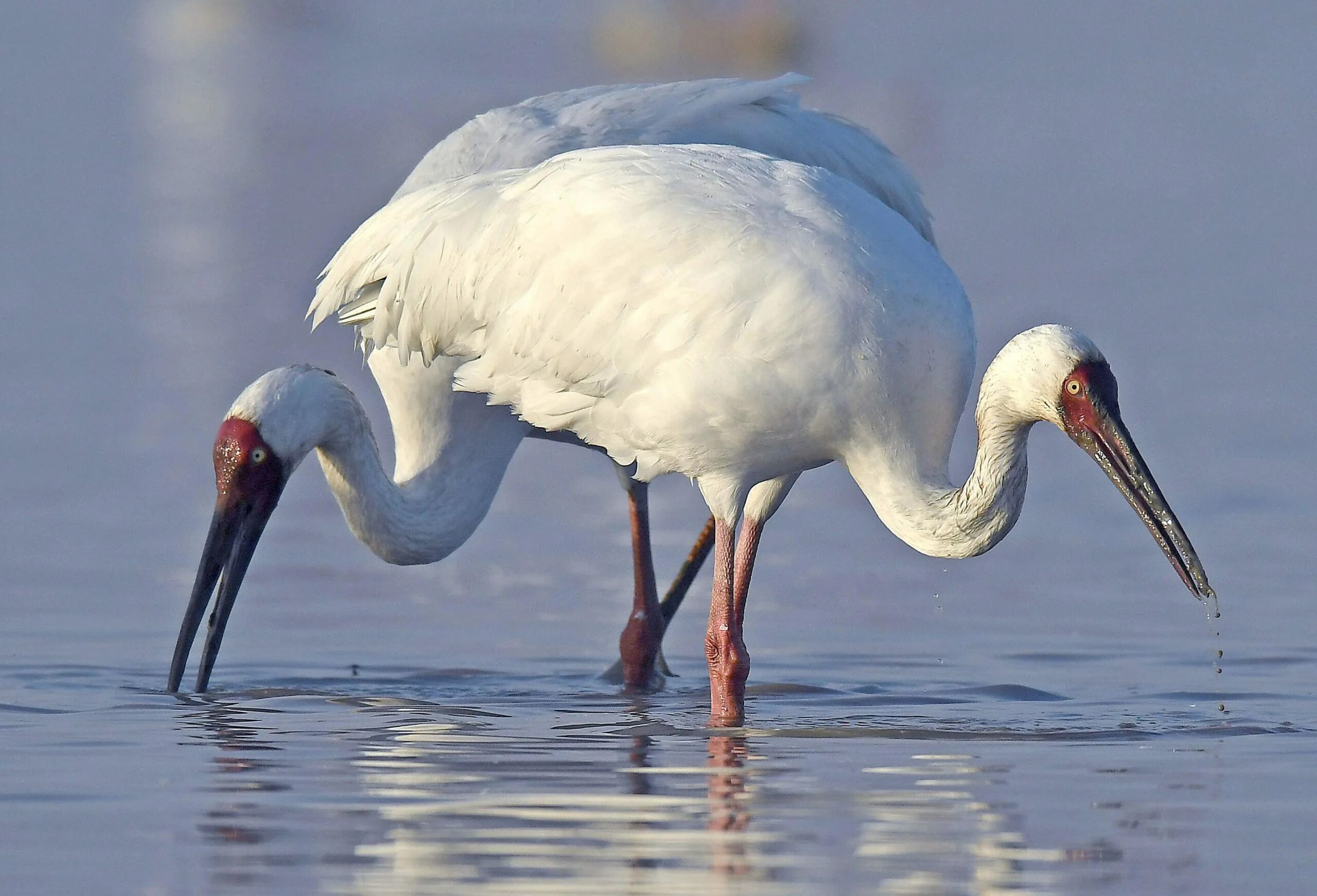 белый журавль стерх. стерх (grus leucogeranus). сибирский белый журавль стерх. стерх -журавль якутии. кыталык стерх.
