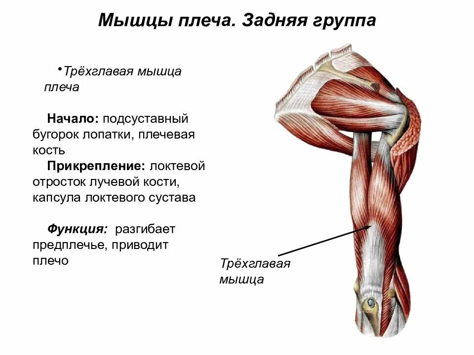 Двуглавая мышца плеча функции. Двуглавая мышца плеча функции