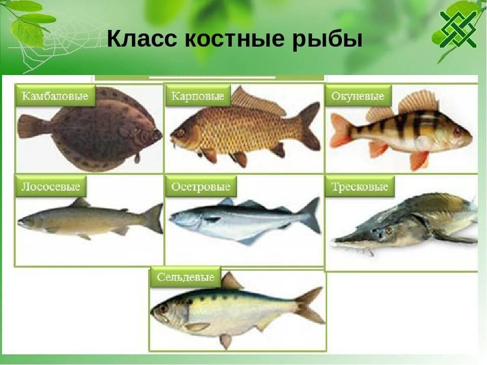 Рыбы 10 класс