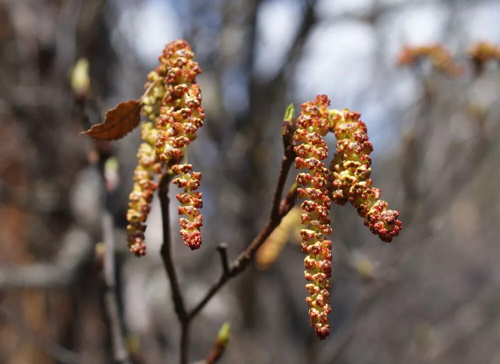весенние подвесы берёзовая ветка. сережки березы. береза сережки пыльца. на иных берёзах обращённых к солнцу появились серёжки. серёжки лещины пыльца.