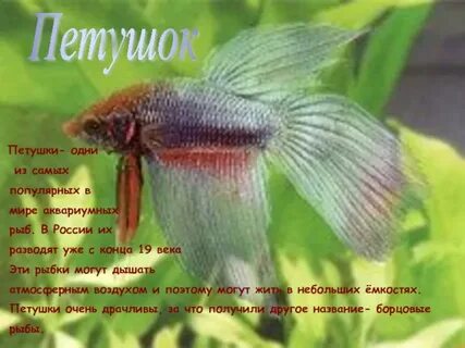 Где петушка