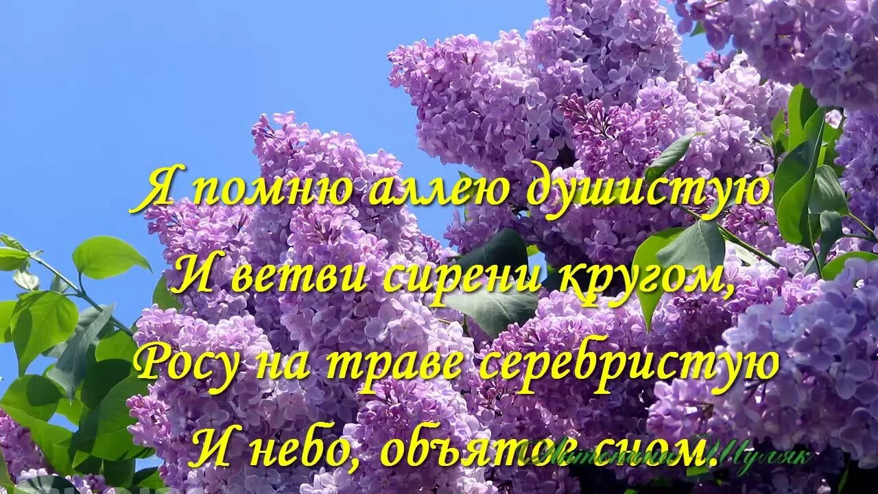 Цветущий май текст. Стихотворение про сирень. Стихи про сирень. Стихи про сирень короткие и красивые.