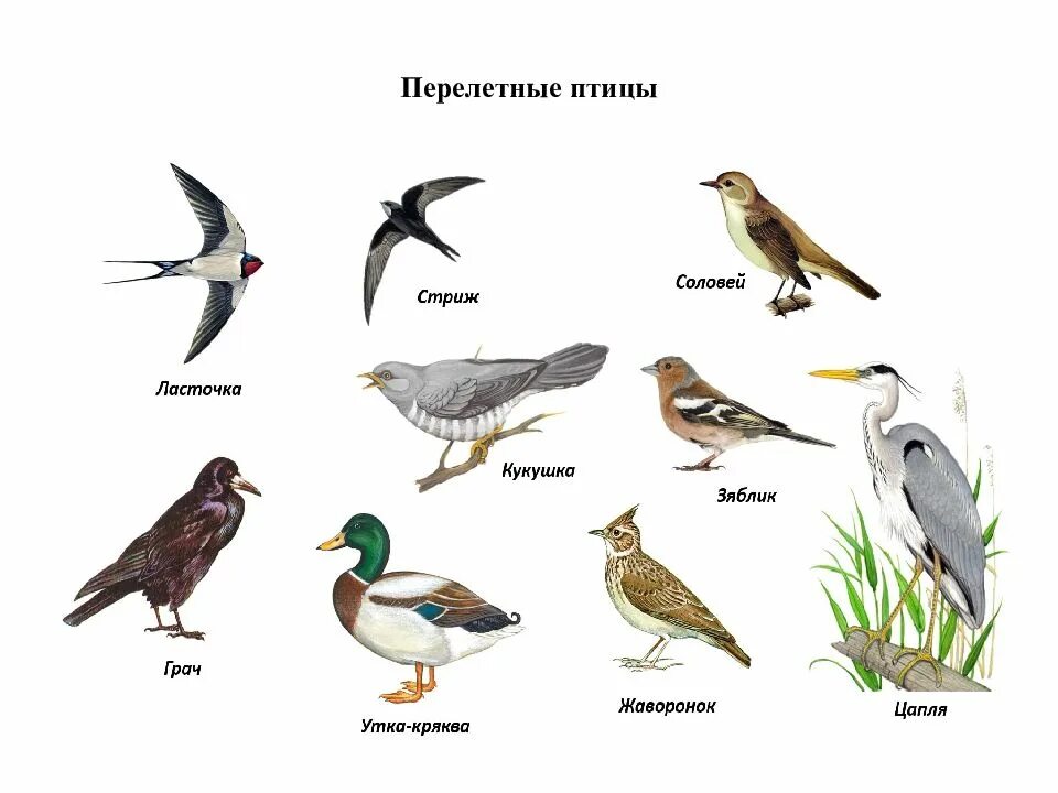 Перелетные птицы пермского края