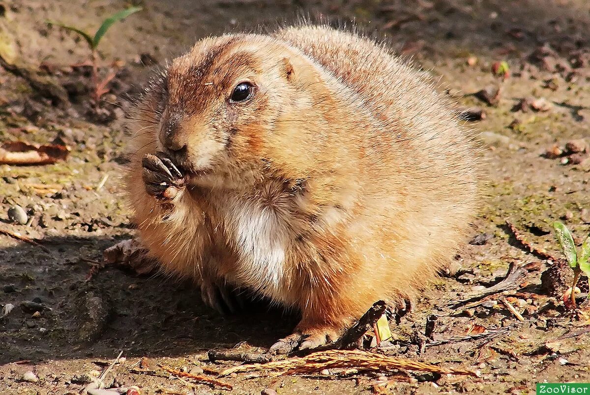 Земляная собака как выглядит Edit free photo of Prairie dogs,rodents,animals,nager,hand